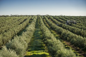Cobram Estate secures $175m to accelerate US growth