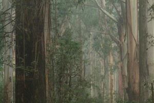 Mountain Ash Forest: Paper or Possum
