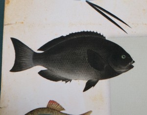 ENVIRONMENT: International blackfish