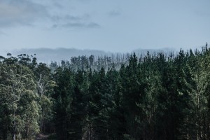 FSC: Packaging, 'do one thing for forests' 