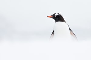 Australian Antarctic Photography Exhibition winner announced