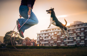 It's a dog's life: Winning images from the Kennel Club's Dog Photographer of the Year competition
