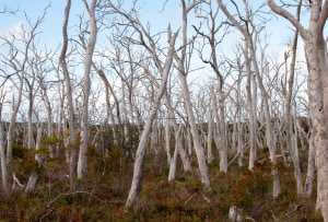 The Dead Tree Detective project seeks your input