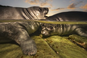 Aussie crowned Underwater Photographer of the Year