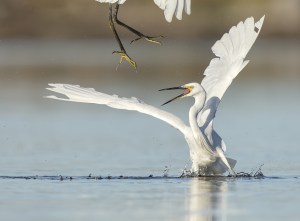 BirdLife Australia Photography Awards open for entries
