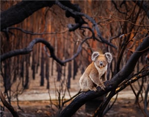 11 Winning images from the global BigPicture photography competition