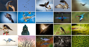 August 'Birds' Comp: And the Winner Is...