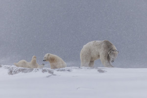 2015 Photographer of the Year: Deadline Extended