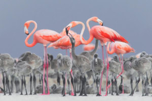 No egrets as 2017's best bird shots revealed