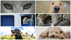 Who won our July 'Pets' photo comp?