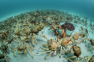 15 winners from Wildlife Photographer of the Year 2017