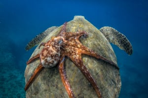 10 incredible images from the Smithsonian photo competition