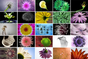 July 'Flower' Photo Competition: Winner Announced