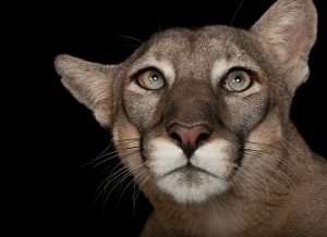 Photo Ark exhibition opens at Melbourne Zoo
