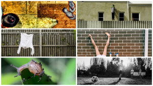 'In my backyard' photo comp winner announced