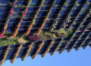 Green rooftops, a growing trend