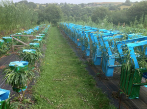 Grow Your Own Furniture?