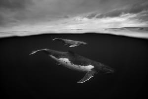 Australian photographer shares stunning photos of whales