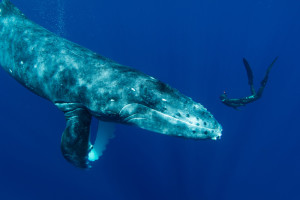 Winner, 2015 Nature Photographer of the Year