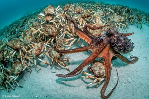 Winners of the 2017 Australian Geographic Nature Photographer of the Year announced