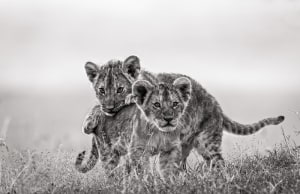 Aussie wildlife photographers bring first exhibition to Sydney
