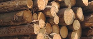 Illegal Logging Checks