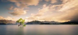New Zealand's Wanaka Tree is under threat from tourists
