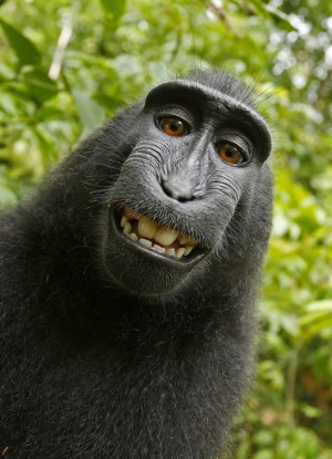 Photographer in monkey-selfie lawsuit settles with PETA