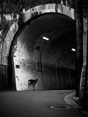 Head On Exhibition: <i>Isolation – The Japan Photographs</i> 