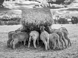 2015 Photographer of the Year</br> Featured Photographer: Gary Beresford