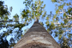 Many Sides to WoodFest