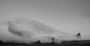 Video: Watch millions of starlings flying in sync