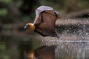 Behind the lens: How I captured diving flying foxes during Sydney's heatwave