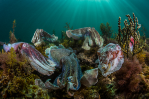 Australian 2016 Sony World Photography Awards winners announced