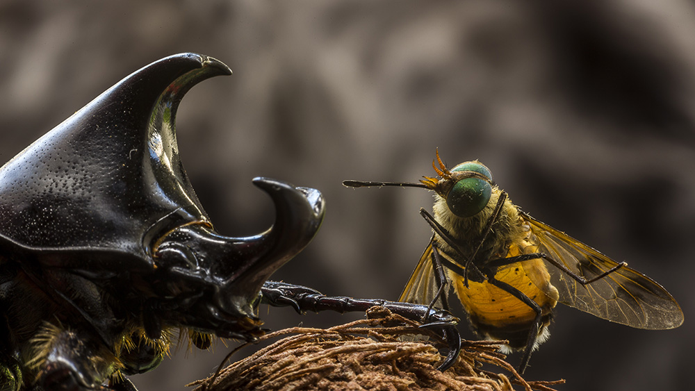 Photographer of the Year 2015<br> Featured Photographer: Francisco Herrera