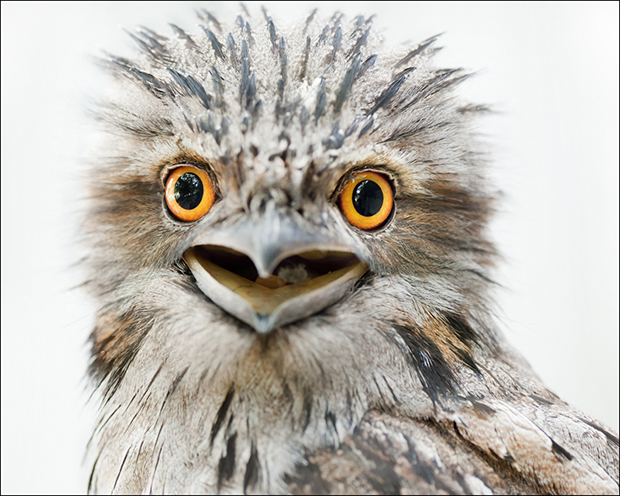 Exhibition: Feathered Heads
