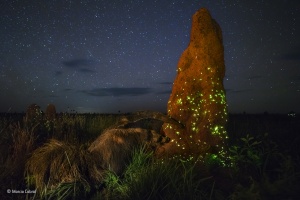 Wildlife photographer of the year winner stripped of title for using 'stuffed' animal 
