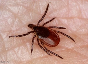 Bushwalker finds 200 tick bites on her body!