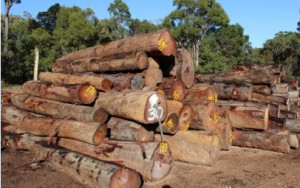 Going But Not Yet Gone