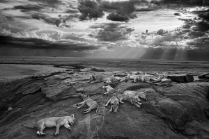 Wildlife Photographer of the Year Coming to Australian Museum