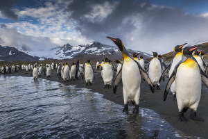 Richard I’Anson releases Antarctic photography book Way Down South
