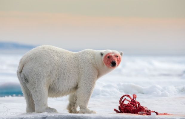 Australian wins global arctic photographer of the year competition