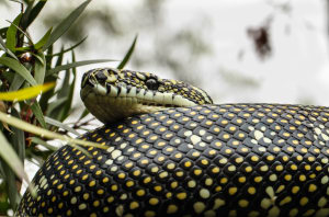 Greens' Animals in the Wild photo comp returns