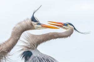 Audobon photography awards celebrate the best of bird photography
