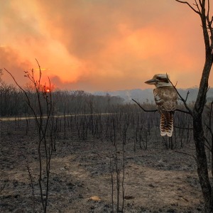 'Iconic' bushfire shot takes out Sony World Photo Award for Australia