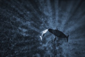 Team Australia wins big at 2019 World Photographic Cup