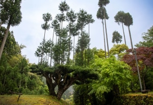 Trees Grown on Trees: Japanese daisugi forestry