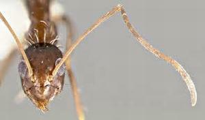 Ants invade air conditioning units