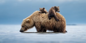 Prints for Wildlife brings together 200+ photographers for conservation