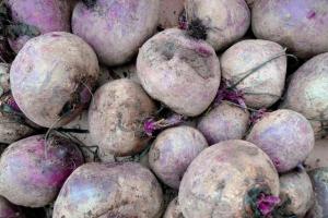 Lockyer Valley Farmers cannery hits a wall
